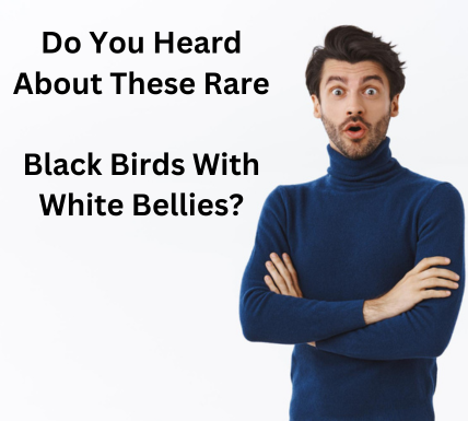 Black Birds with White Bellies